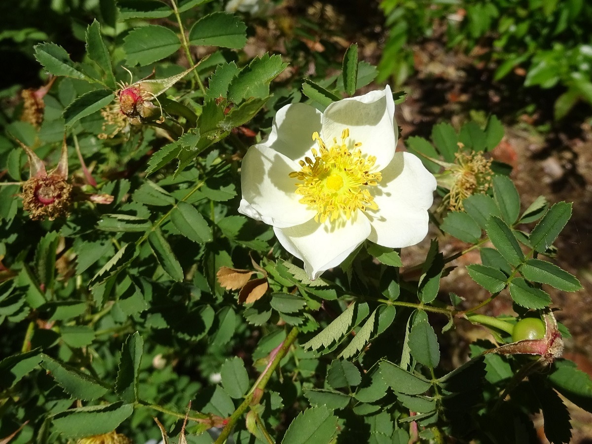 Rosa spinosissima subsp. spinosissima (Rosaceae)